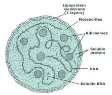 mycoplasma-cell-structure